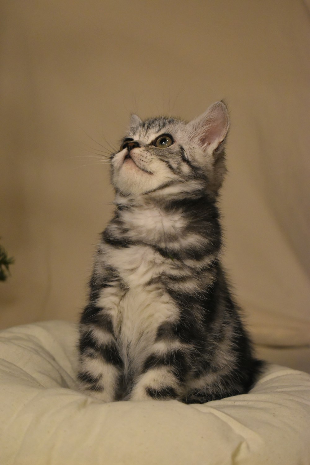 a kitten sitting on a pillow looking up