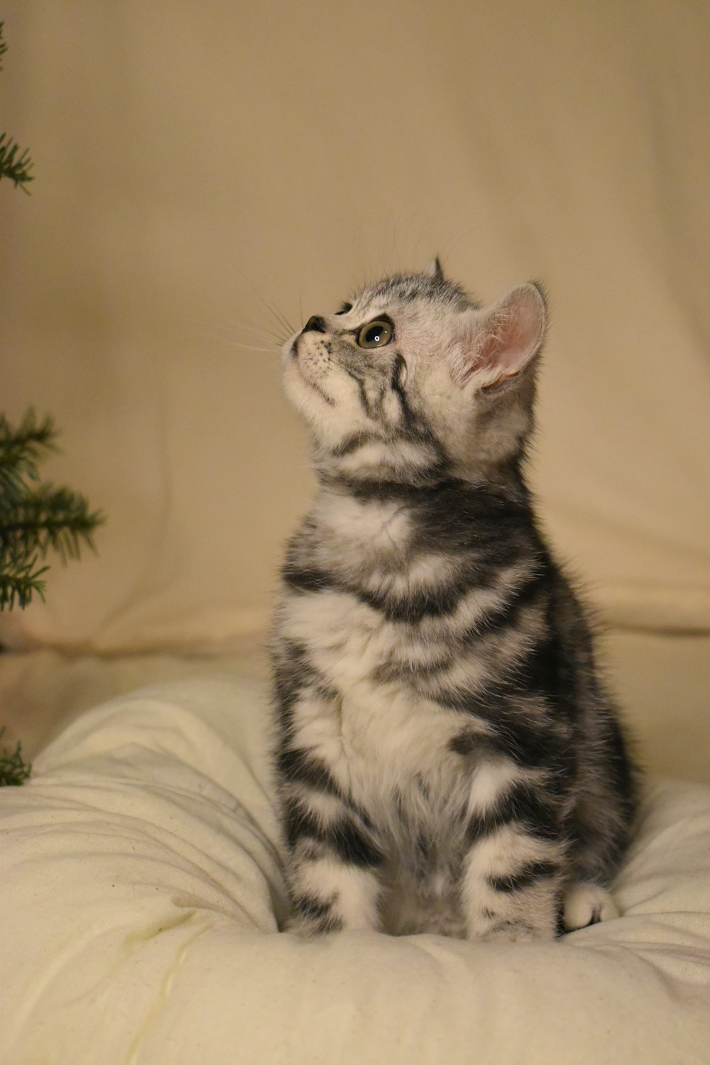 a kitten sitting on a pillow looking up