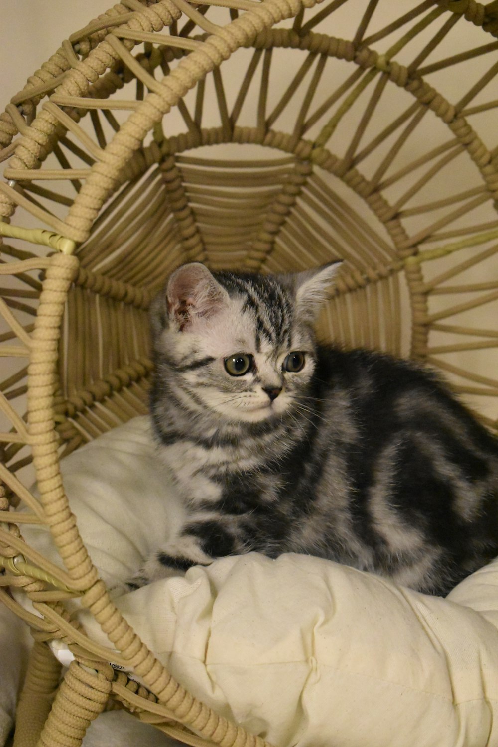 a cat is sitting in a wicker basket