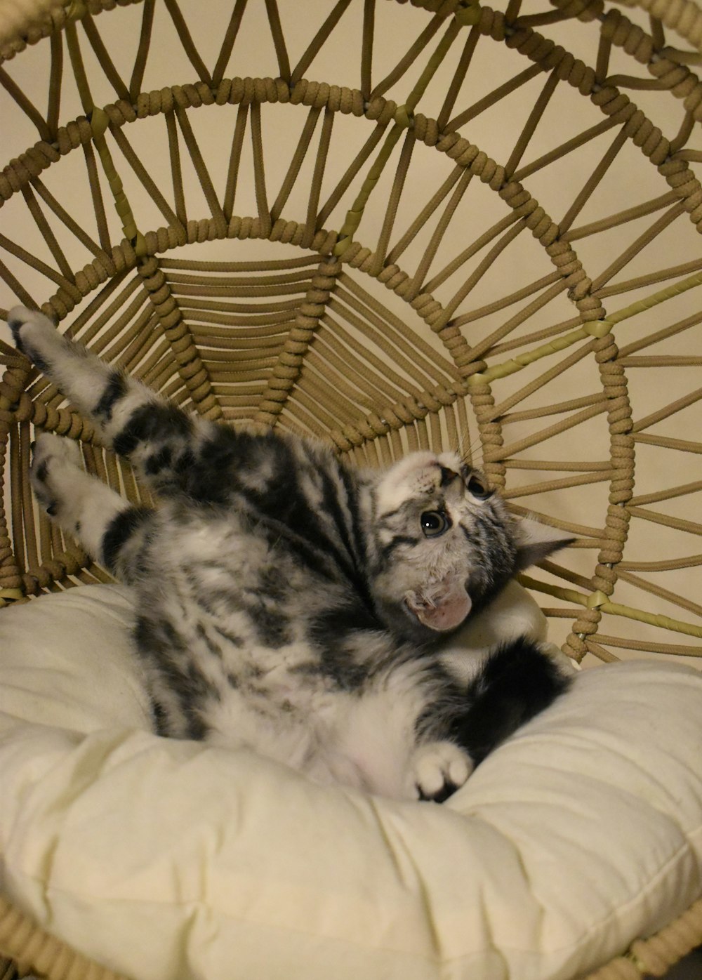 eine Katze, die auf dem Rücken in einem Korbstuhl liegt