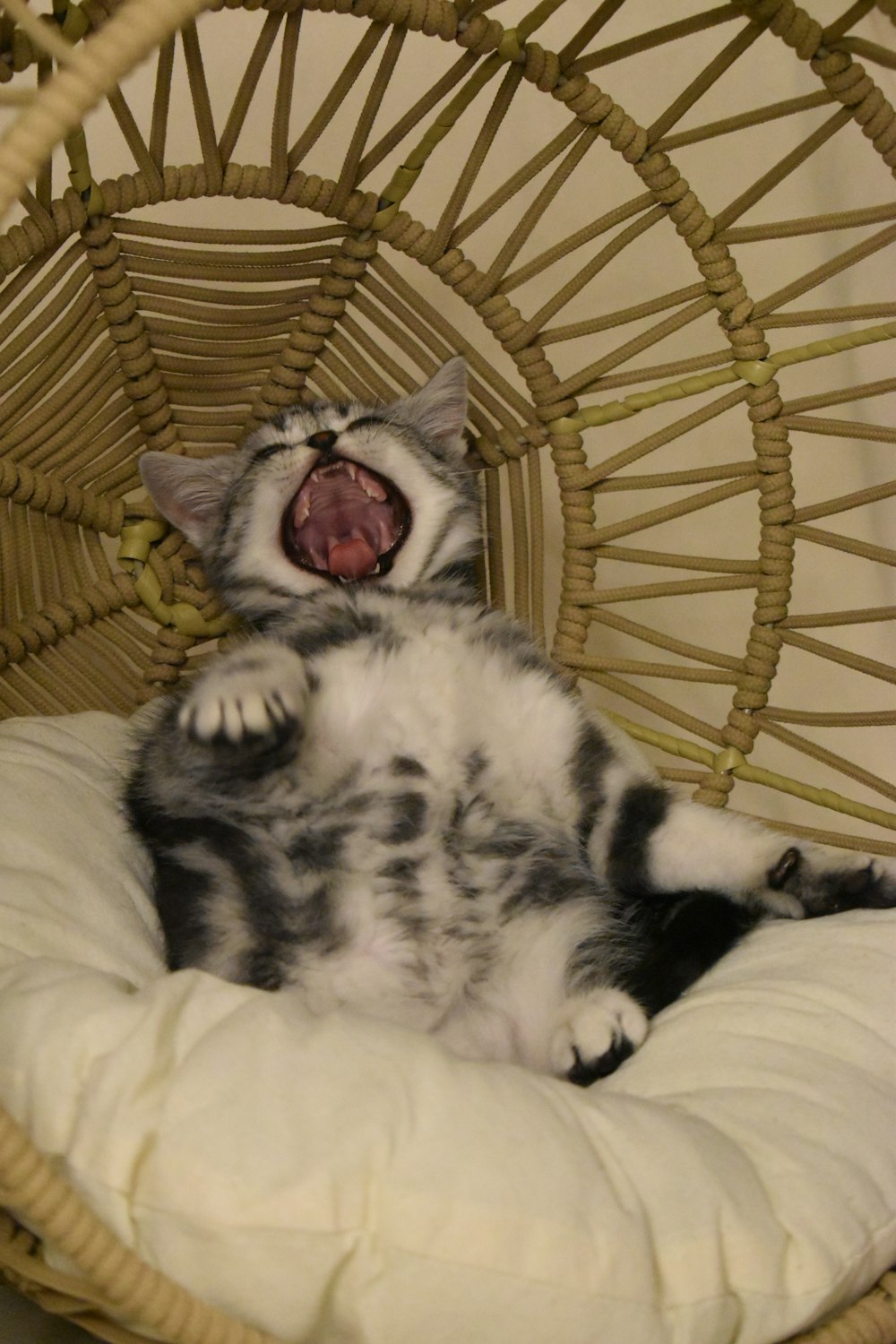 a cat yawns while laying in a basket