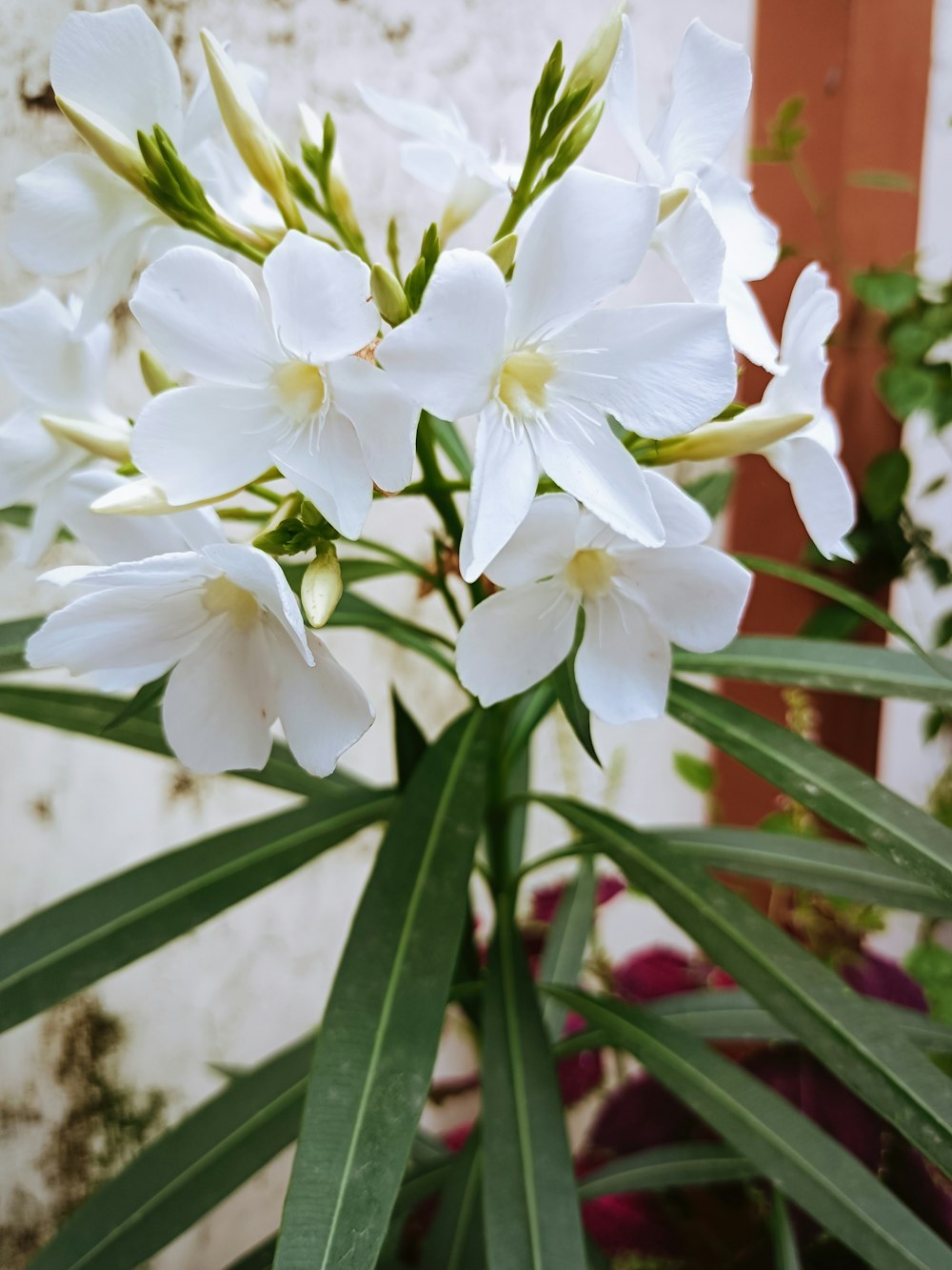 a close up of a white flower near a wall