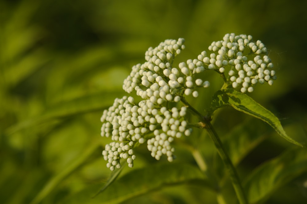 un primer plano de una flor blanca en una planta