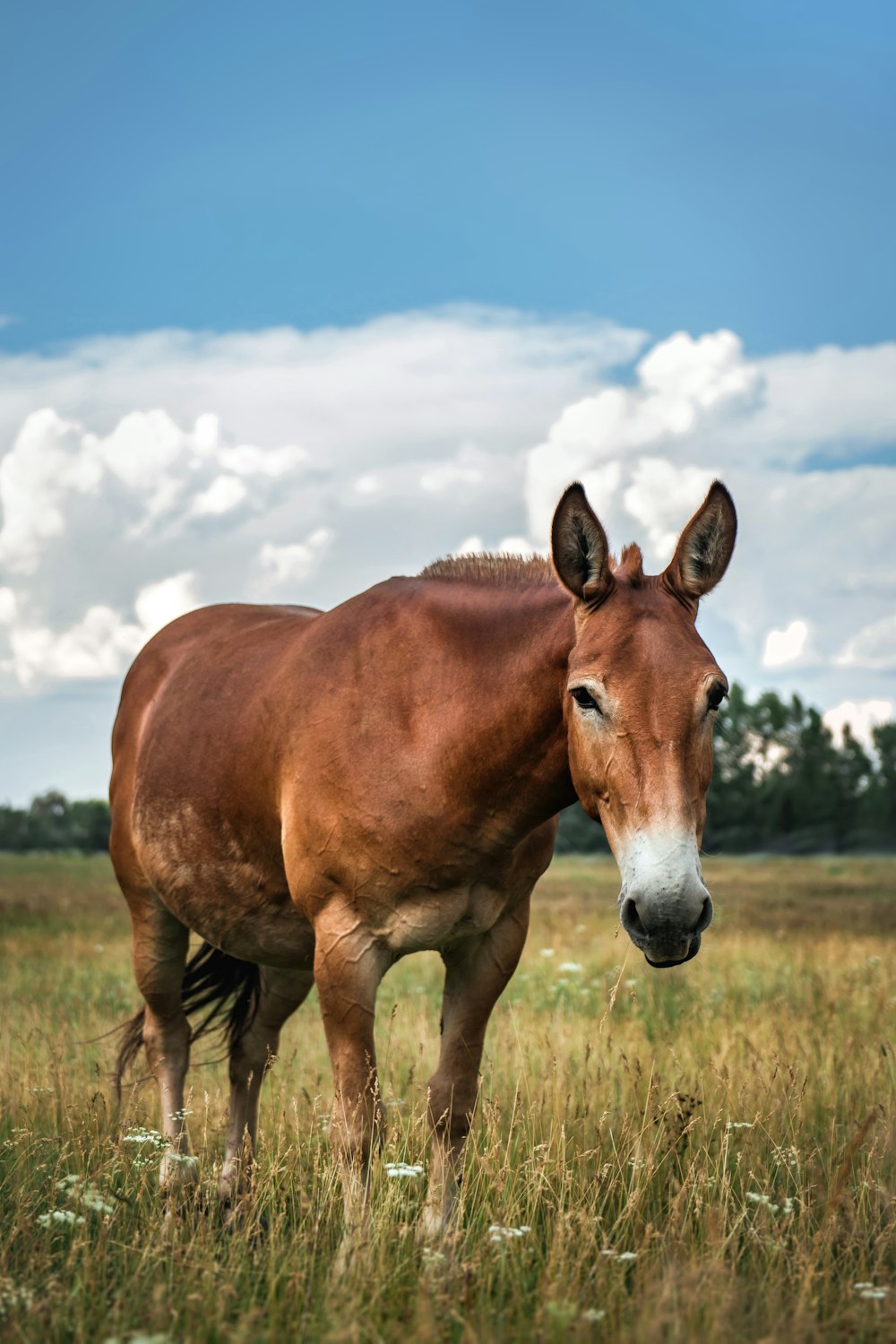 um cavalo marrom em pé no topo de um campo verde exuberante