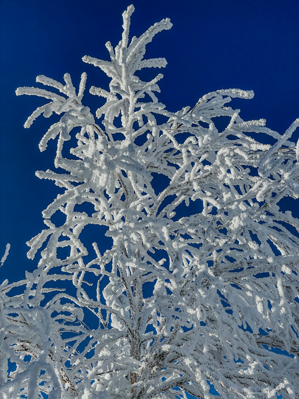 a snow covered tree with a blue sky in the background