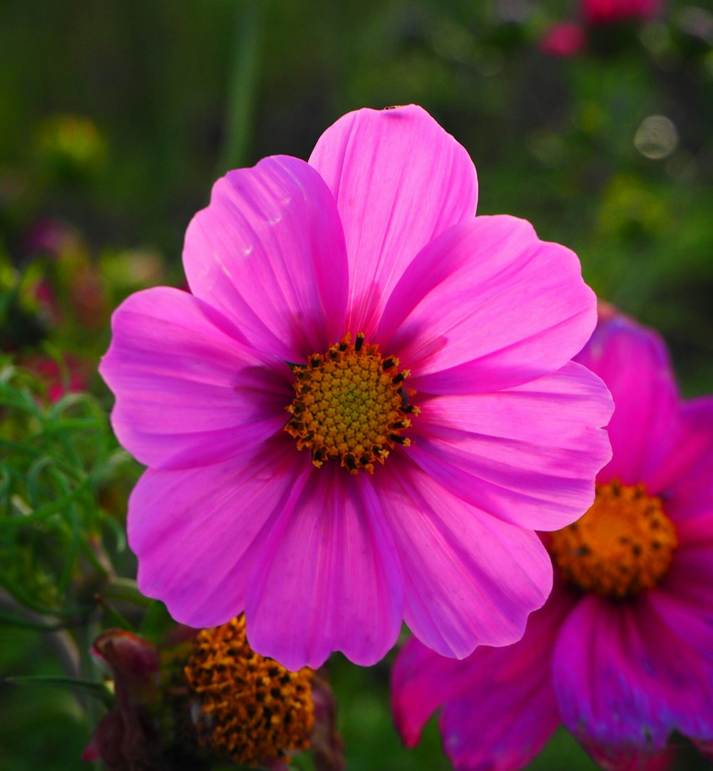 a close up of a pink flower with other flowers in the background