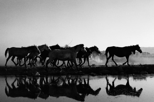 A group of horses in a training session.