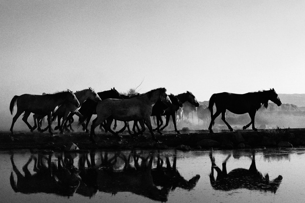 a herd of horses walking across a river
