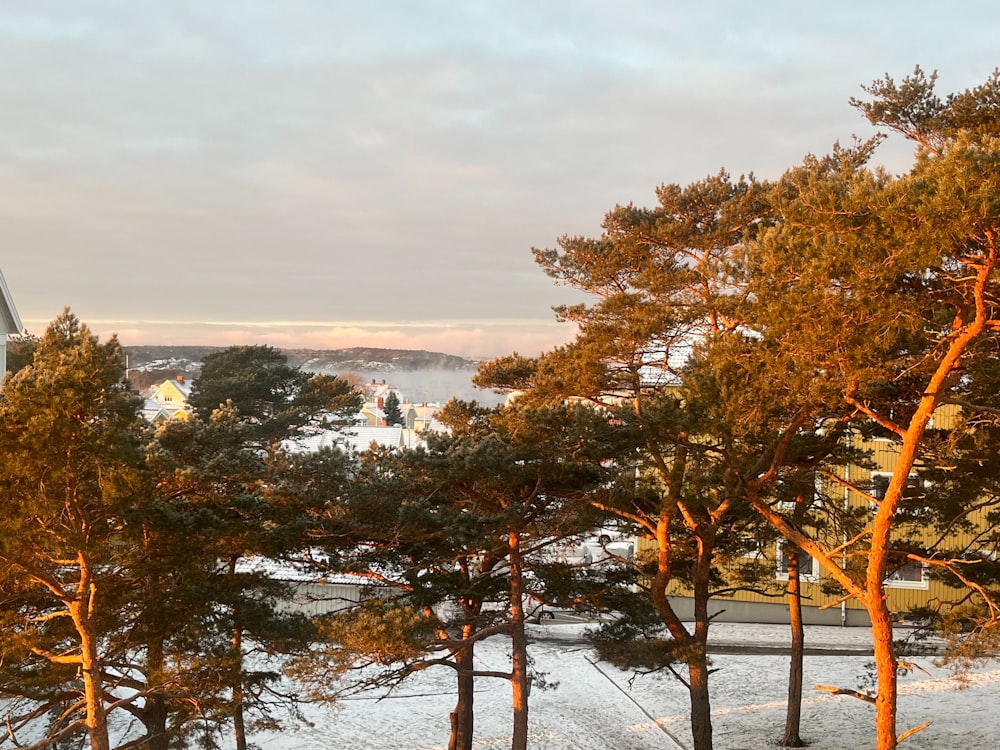 a snow covered field with trees and a church in the background