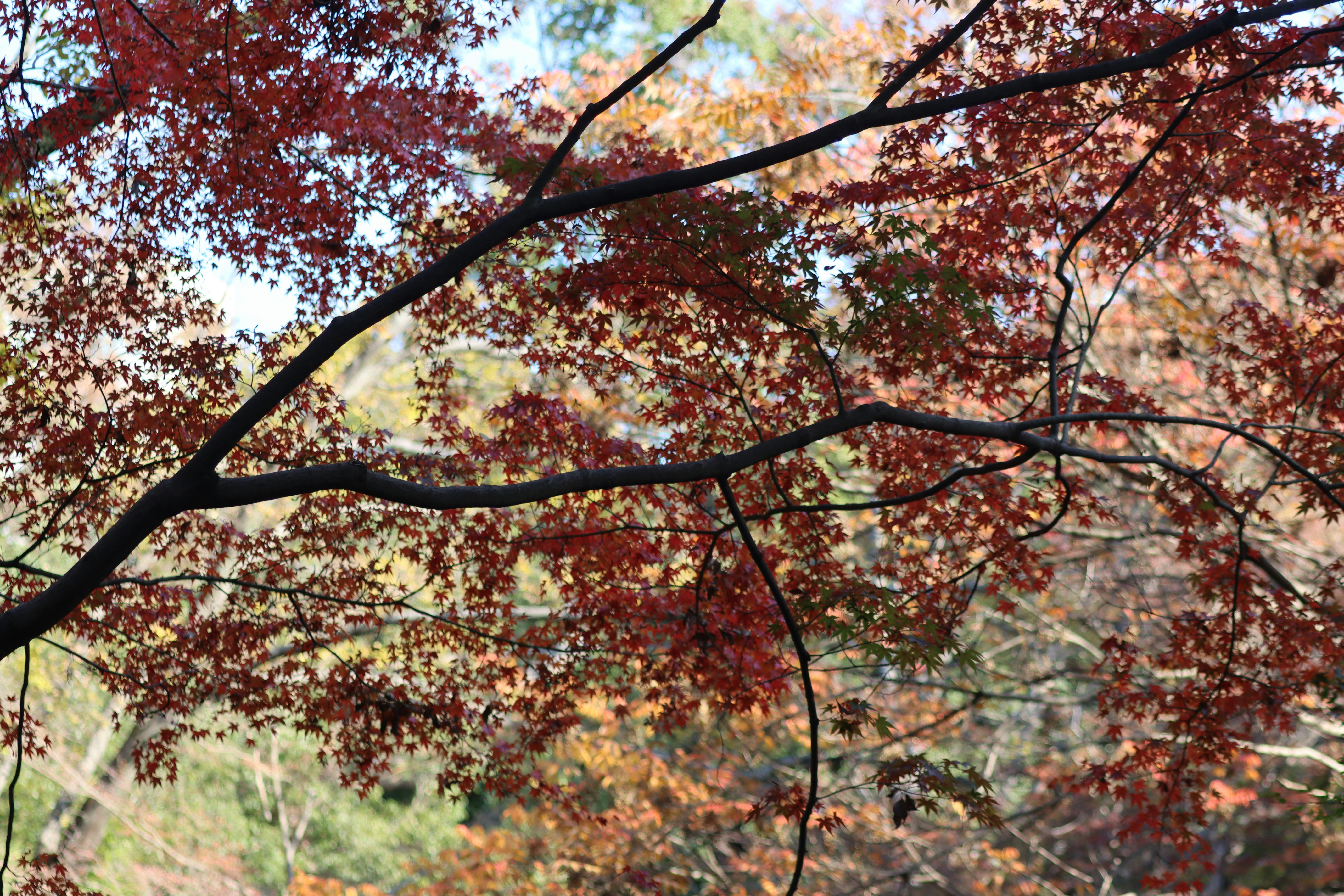 Photo by stefanohuang