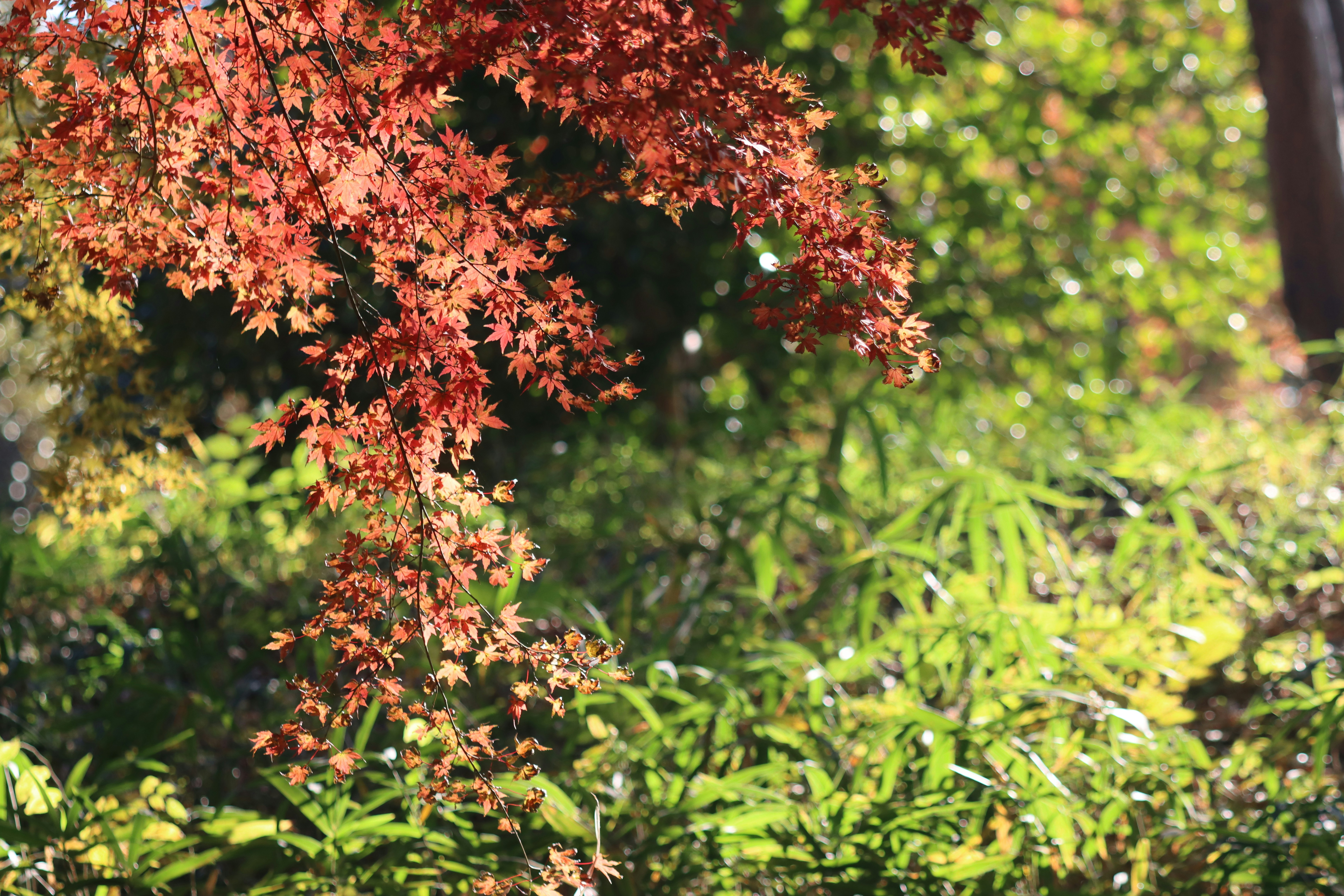 Photo by stefanohuang