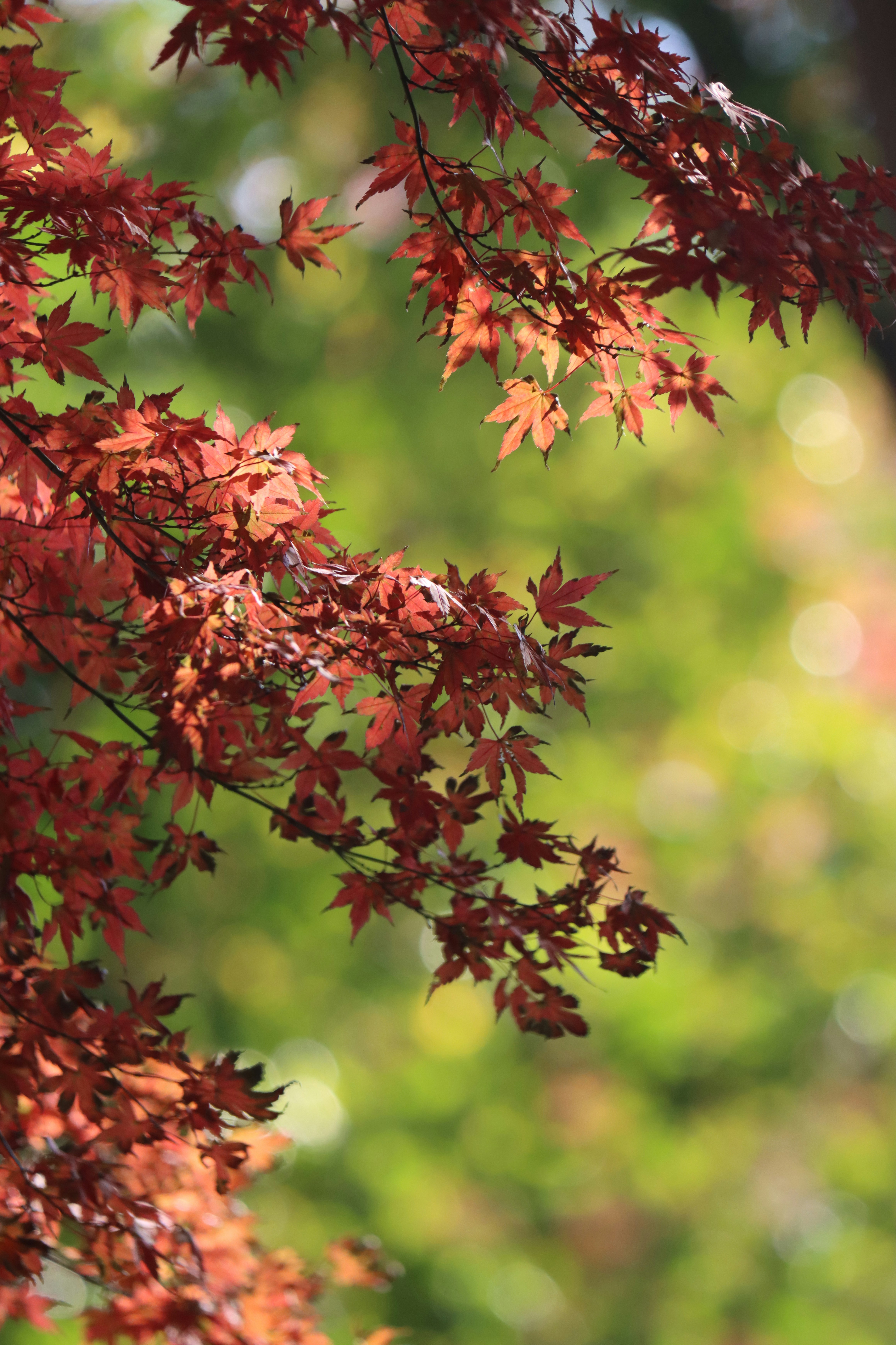 Photo by stefanohuang