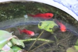 Three bright red fish swim in a small pond surrounded by green aquatic plants and lily pads. The water reflects the surrounding environment, giving a serene and natural setting.