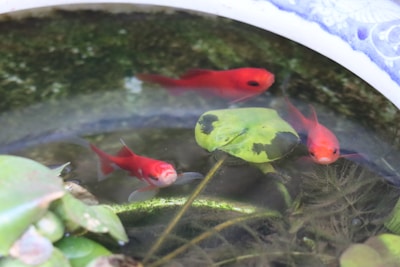 Three bright red fish swim in a small pond surrounded by green aquatic plants and lily pads. The water reflects the surrounding environment, giving a serene and natural setting.