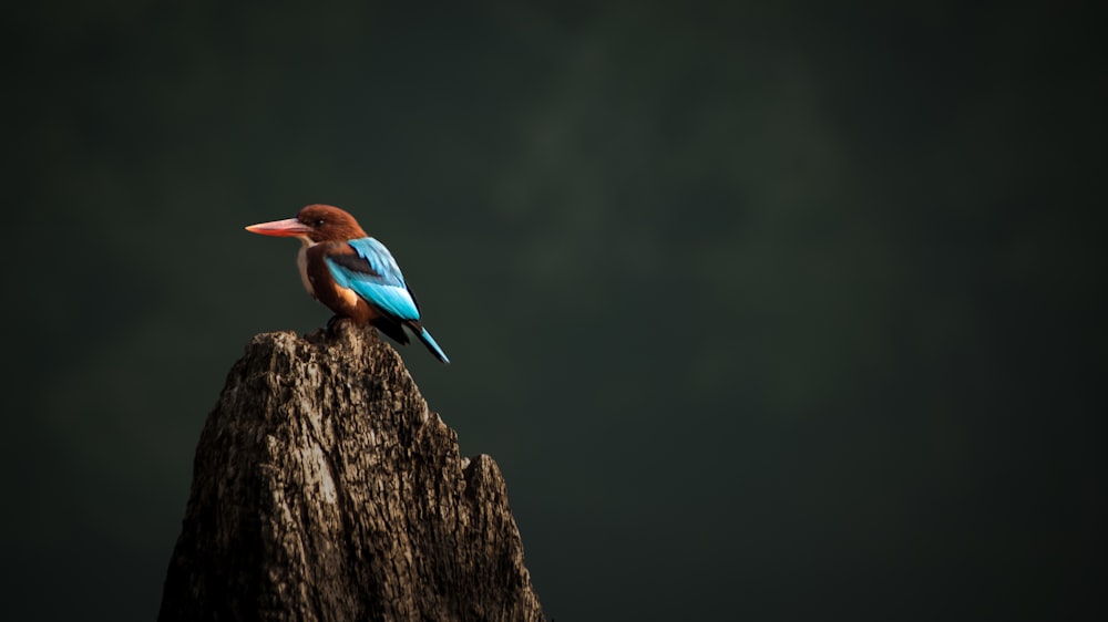 a bird sitting on top of a tree stump