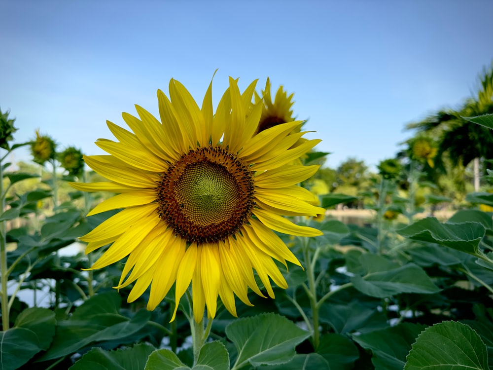 a large sunflower in a field of green leaves