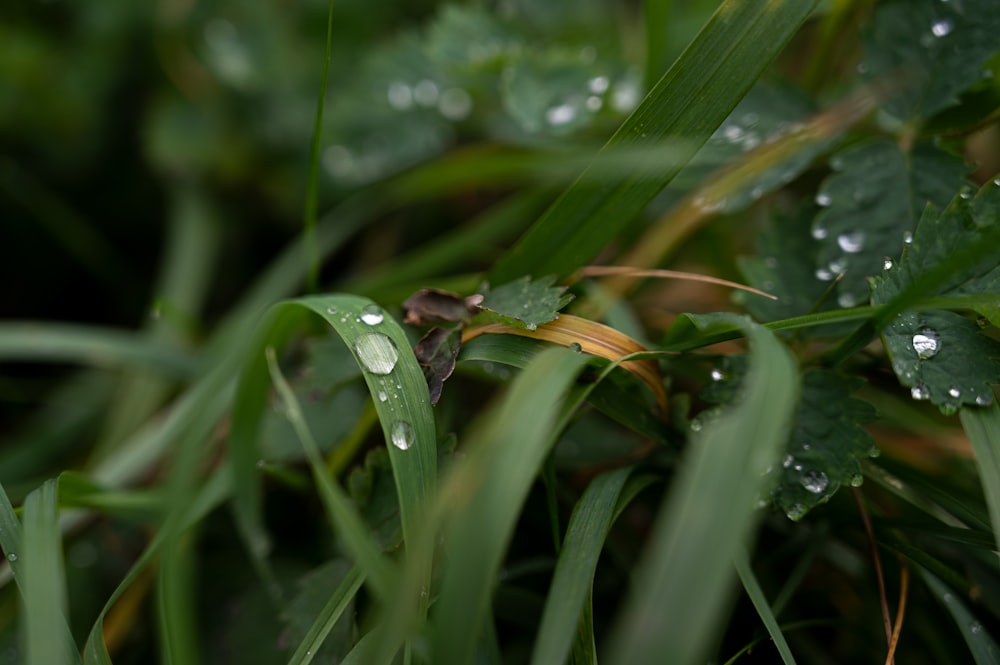 a close up of grass with water droplets on it