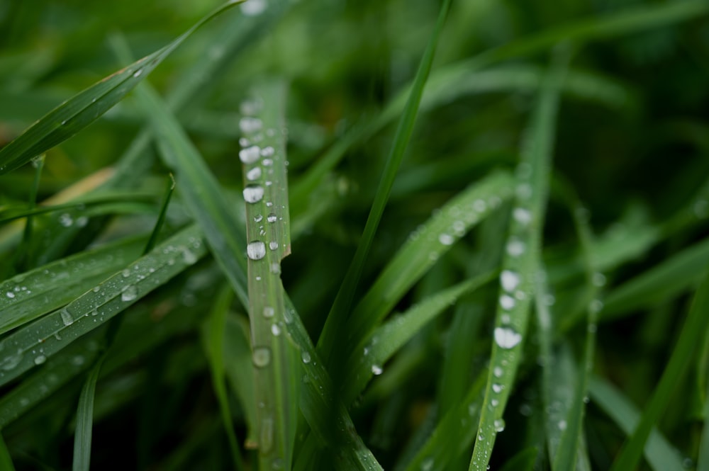 a close up of grass with water drops on it