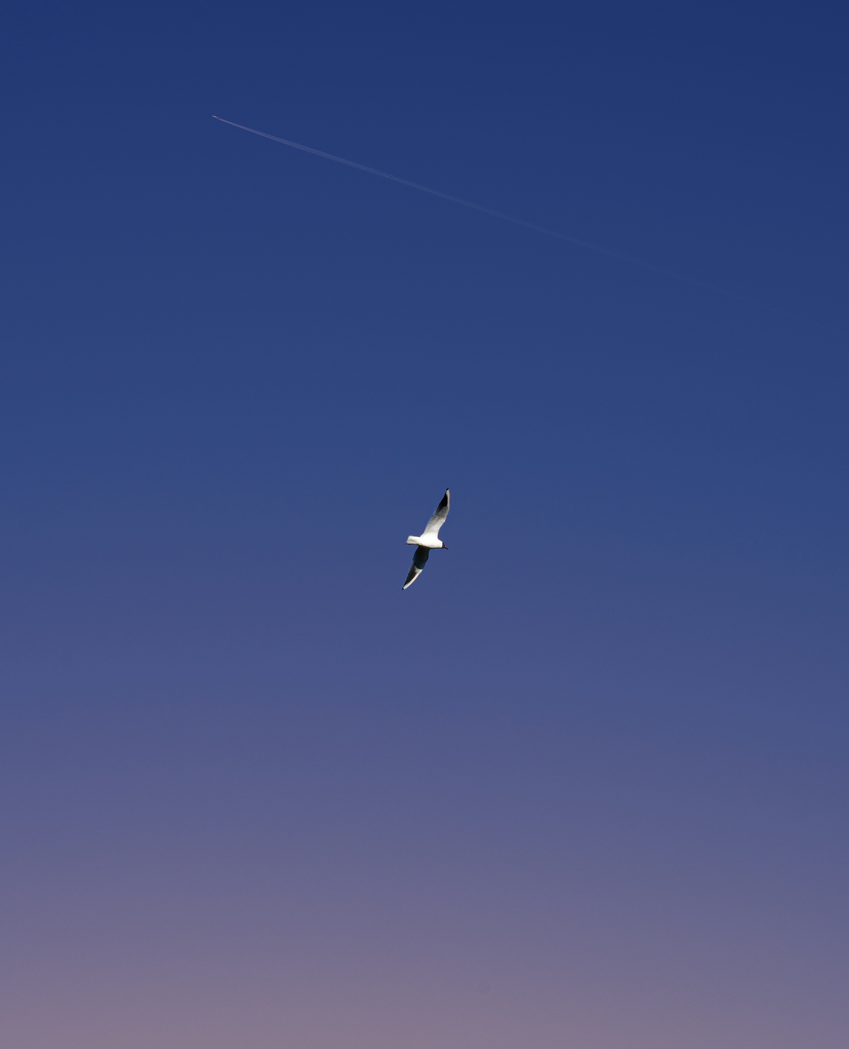 Photo by robert_inze