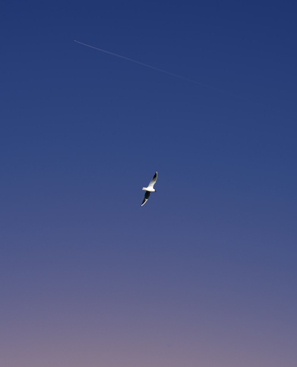 a bird flying high up in the sky