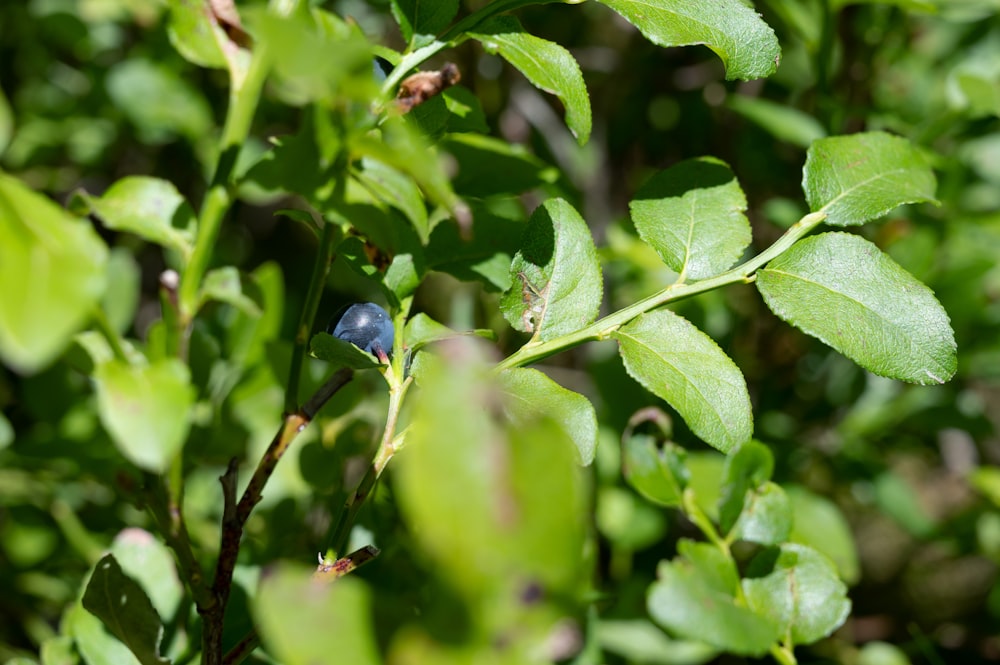 a blue berry on a green leafy branch