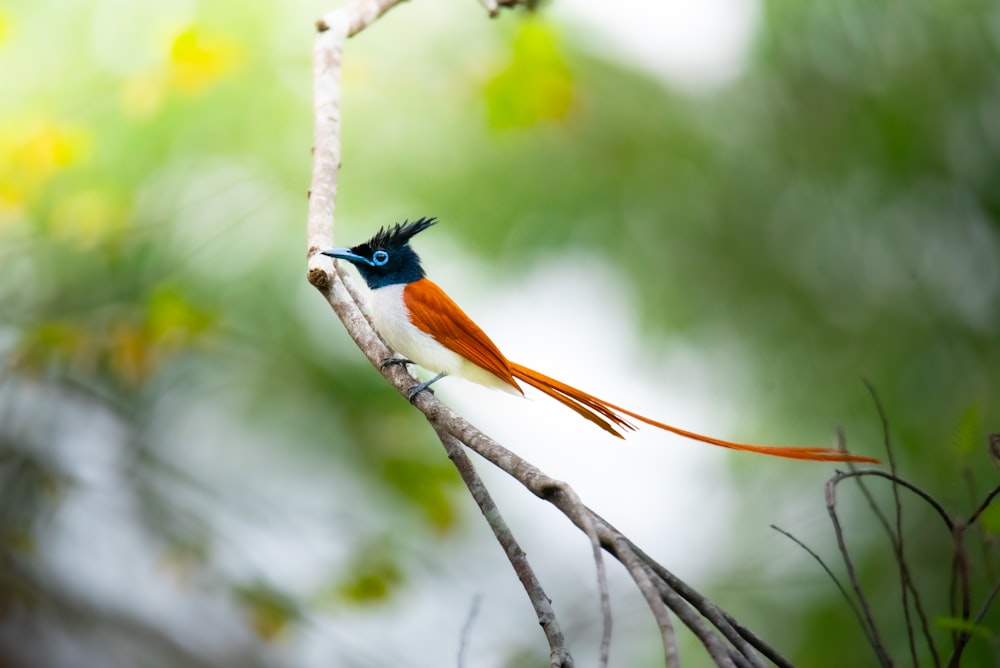 a colorful bird perched on a tree branch