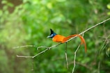 a colorful bird sitting on top of a tree branch