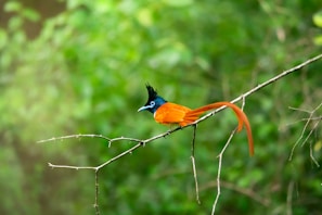 a colorful bird sitting on top of a tree branch