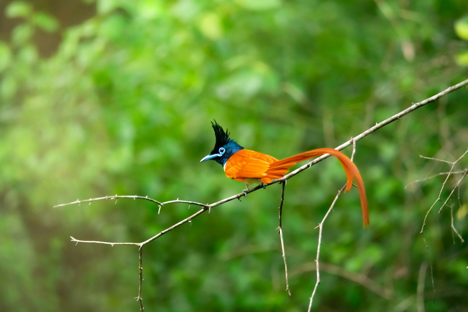 a colorful bird sitting on top of a tree branch