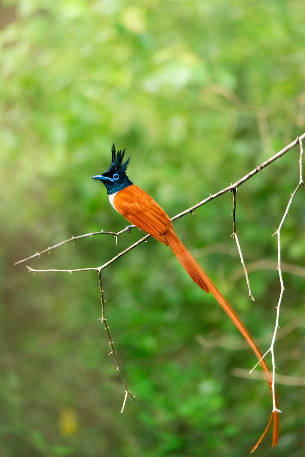 a bird with a blue head sitting on a branch