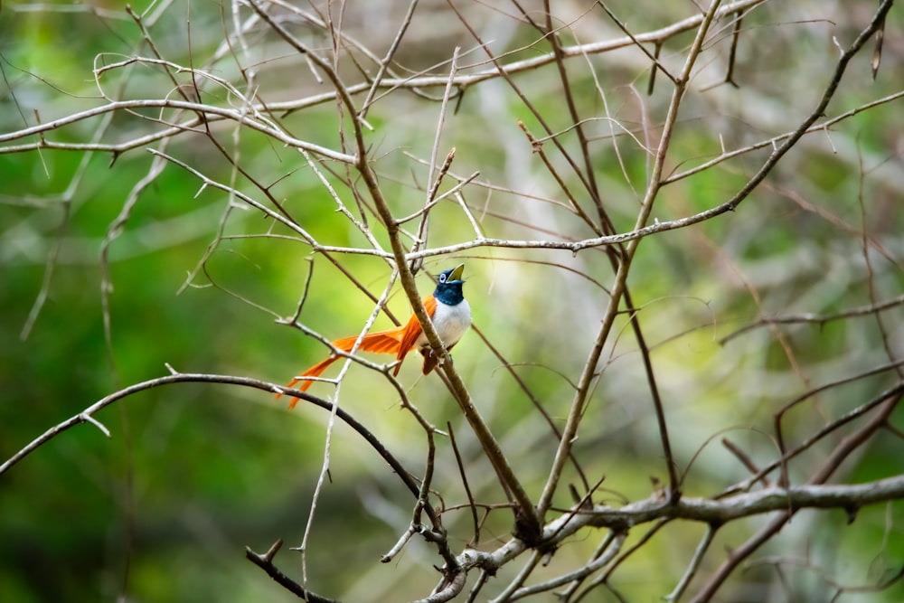 a small bird perched on top of a tree branch