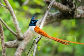 a colorful bird perched on a tree branch