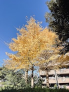A tall tree with golden-yellow leaves stands prominently against a clear blue sky. The tree is surrounded by green foliage and nearby buildings. Power lines are visible, running across the background.