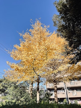 A tall tree with golden-yellow leaves stands prominently against a clear blue sky. The tree is surrounded by green foliage and nearby buildings. Power lines are visible, running across the background.