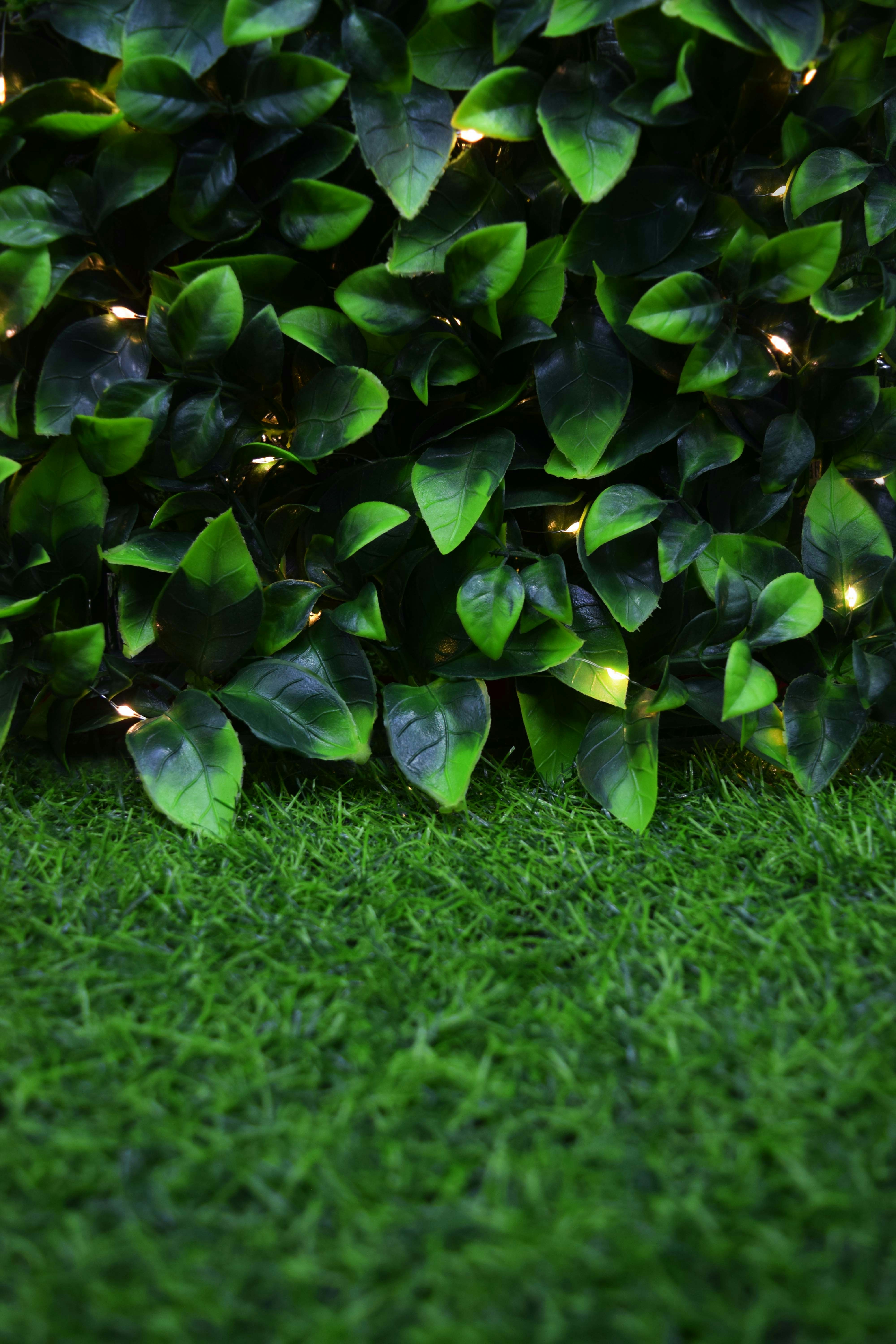 A green bush with lights in the grass photo Free Artificial leaf