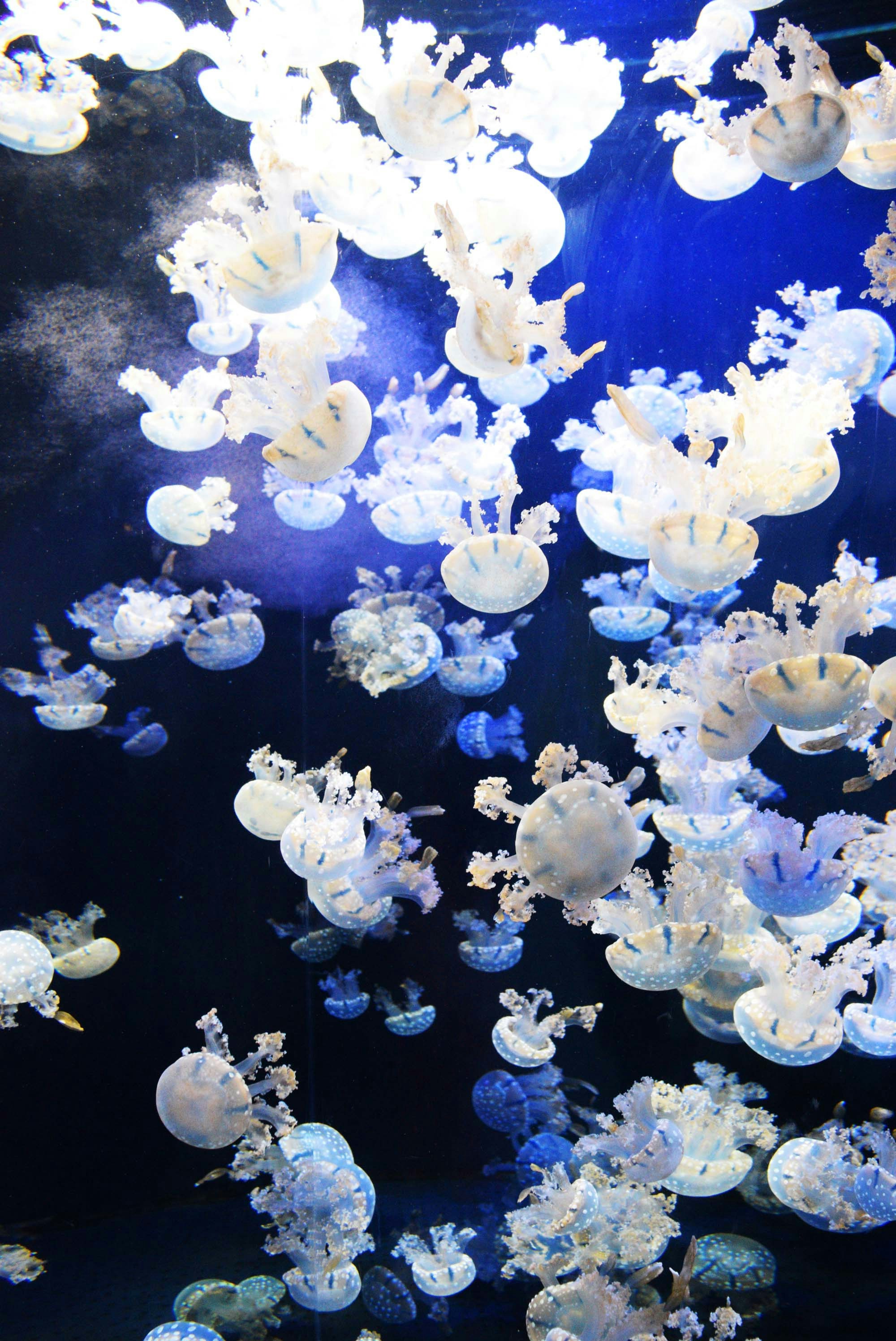 a group of jellyfish swimming in a tank