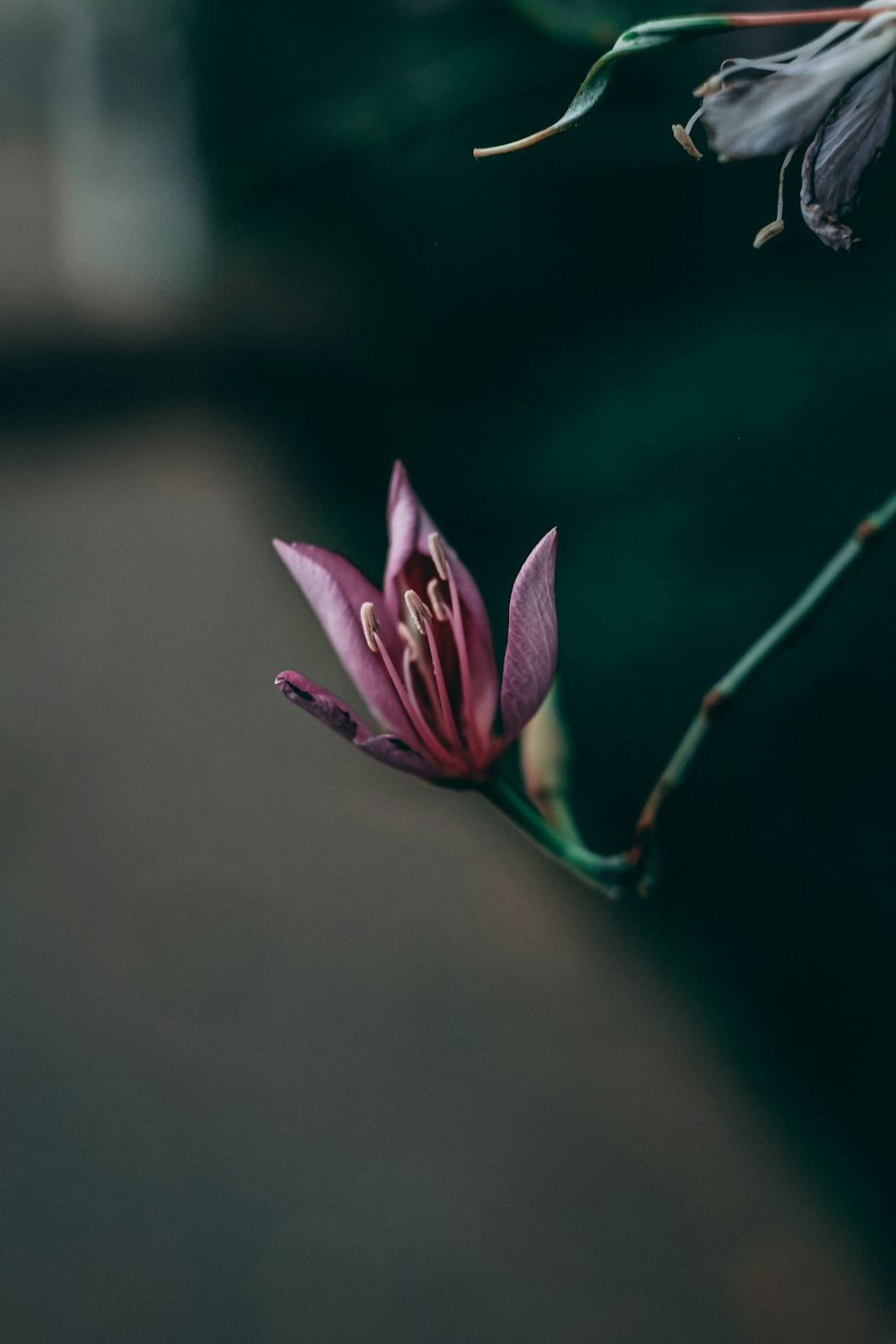 a flower that is sitting on a table
