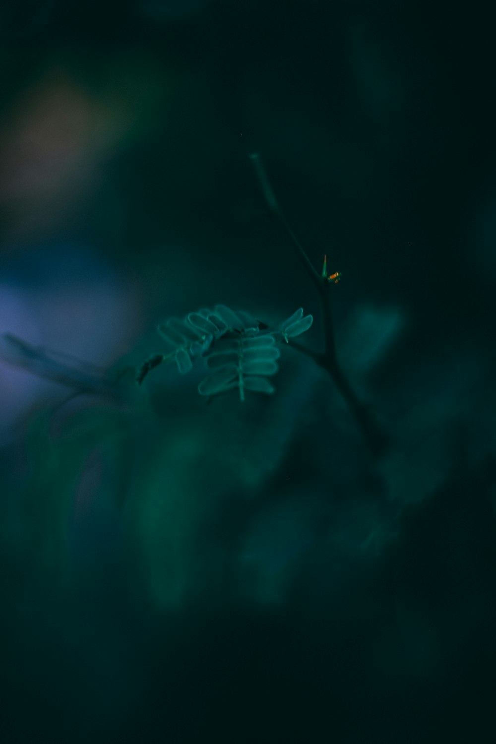 a green plant with leaves in the dark