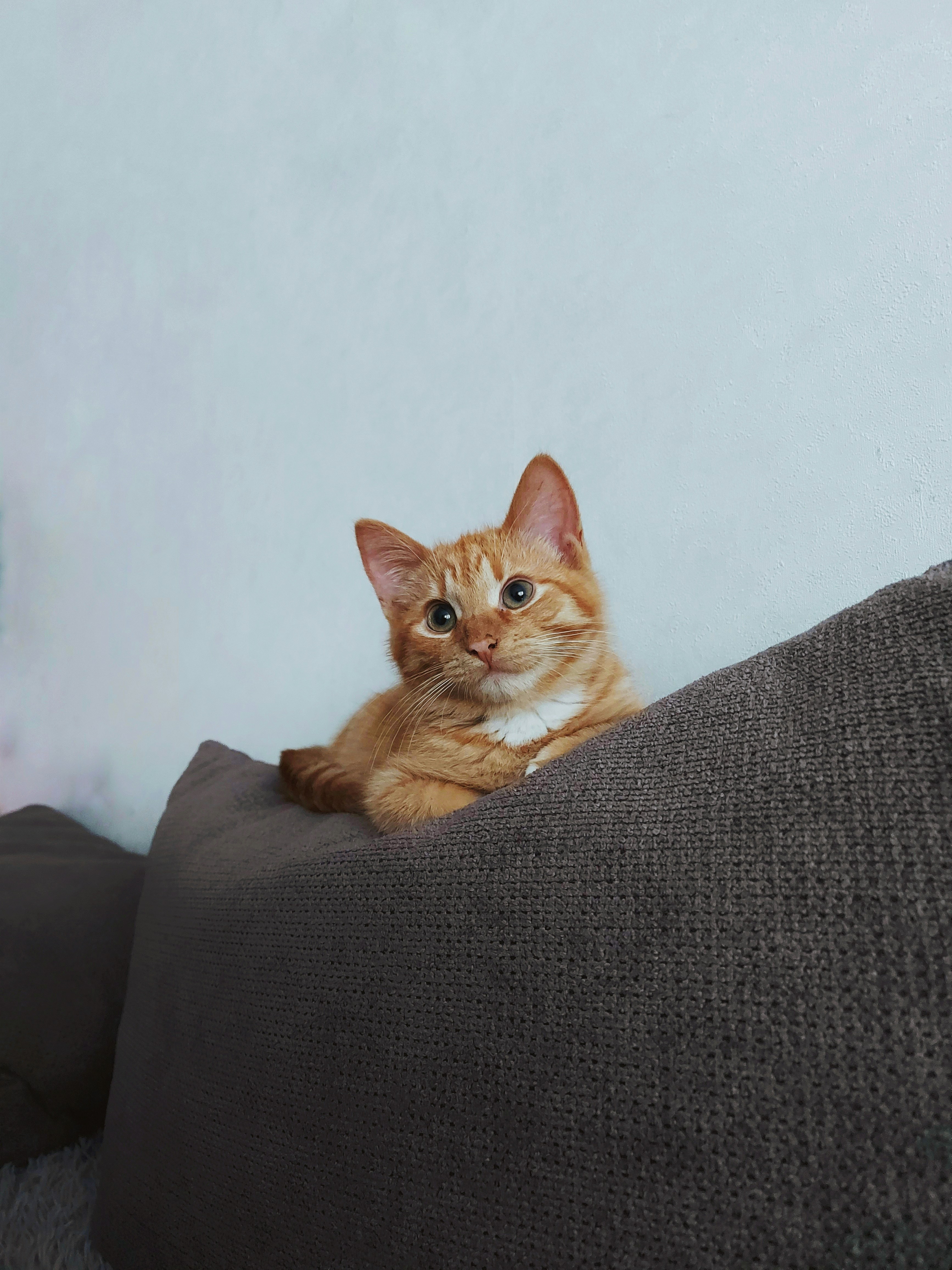 18. On the Sofa’s Backrest: Claiming Territory (image credits: unsplash)