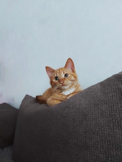 an orange and white cat laying on top of a pillow