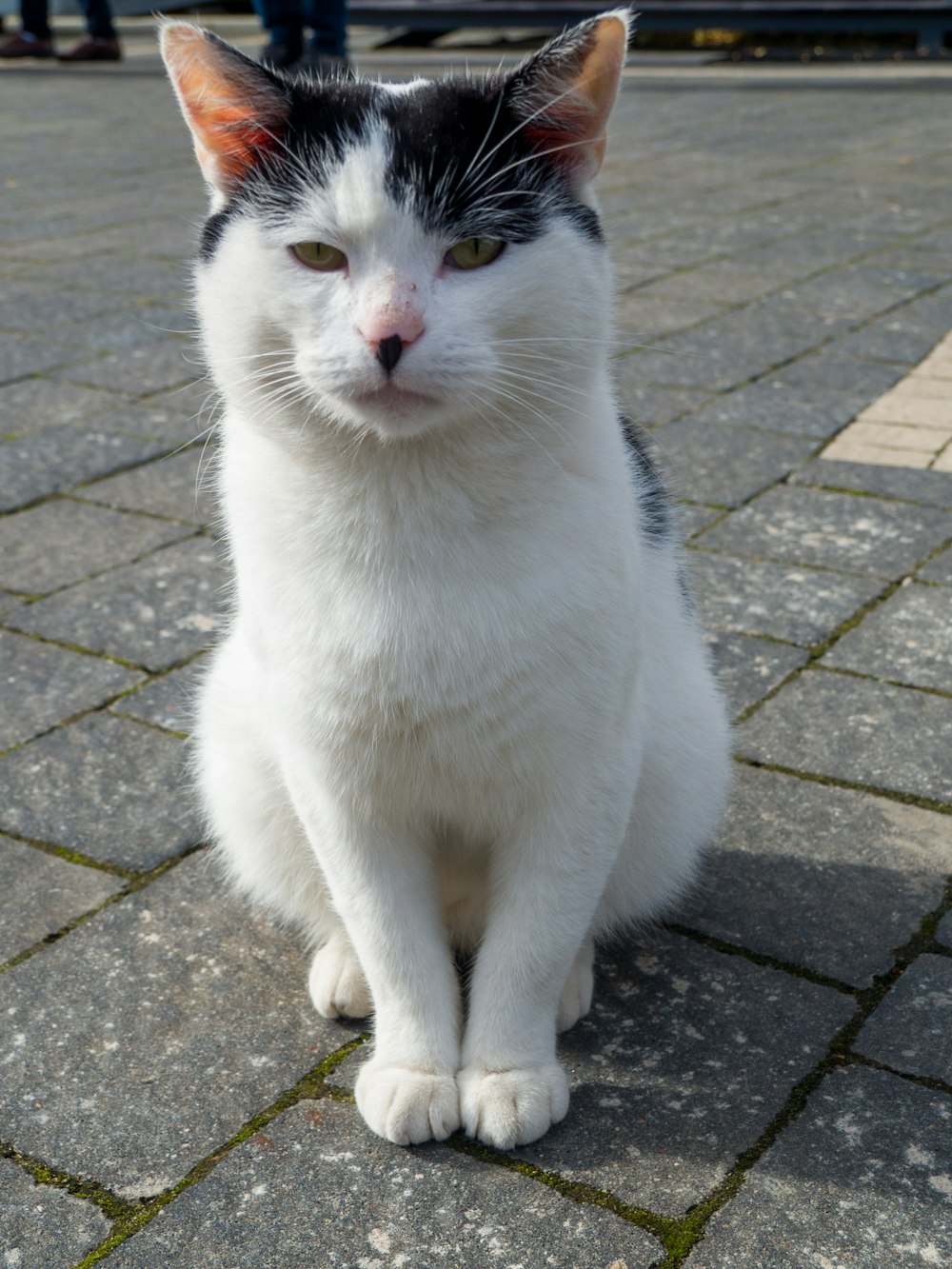 a black and white cat sitting on the ground