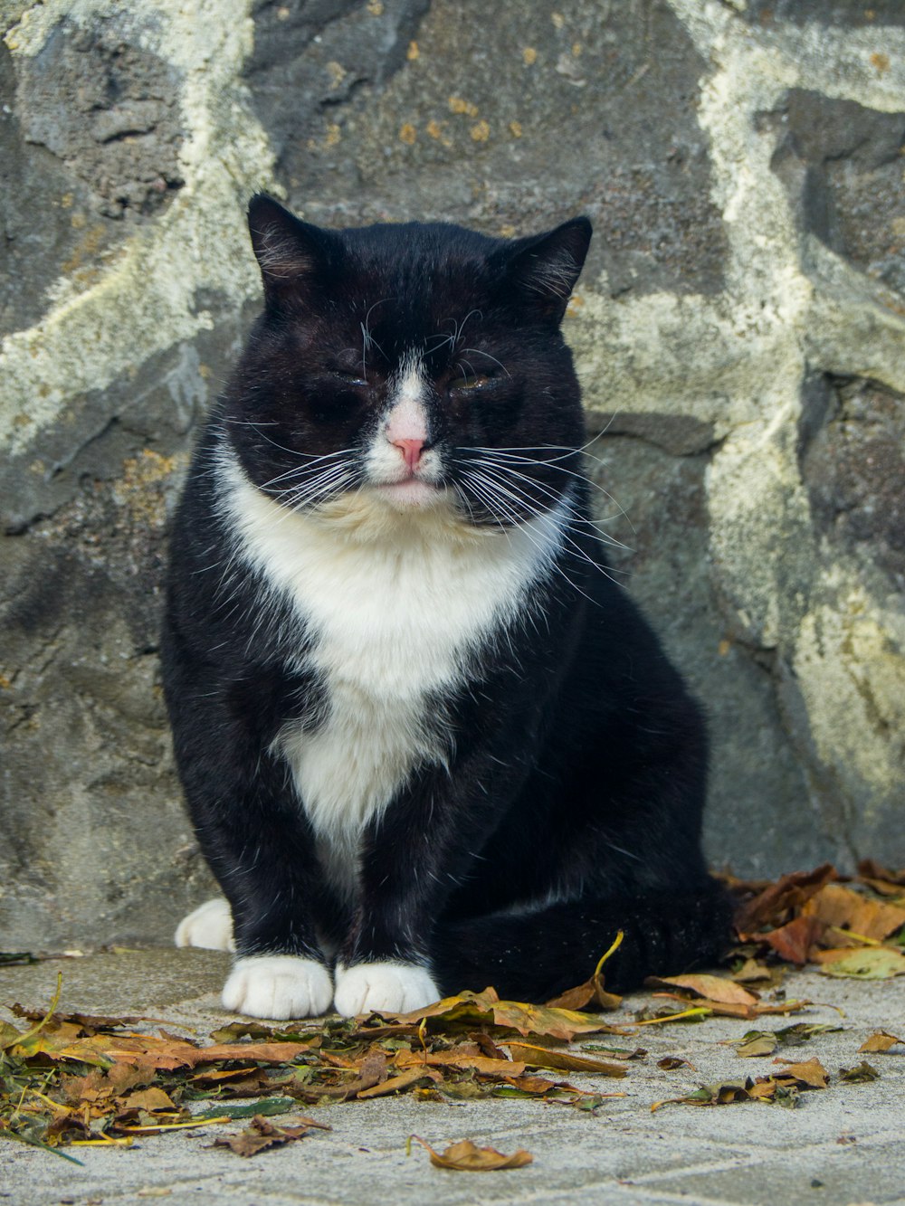 a black and white cat sitting in front of a rock wall