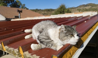 A gray and white cat is lounging on a red corrugated metal roof, basking in the sunlight. The roof is part of a house situated in a hilly rural area with clear skies above.