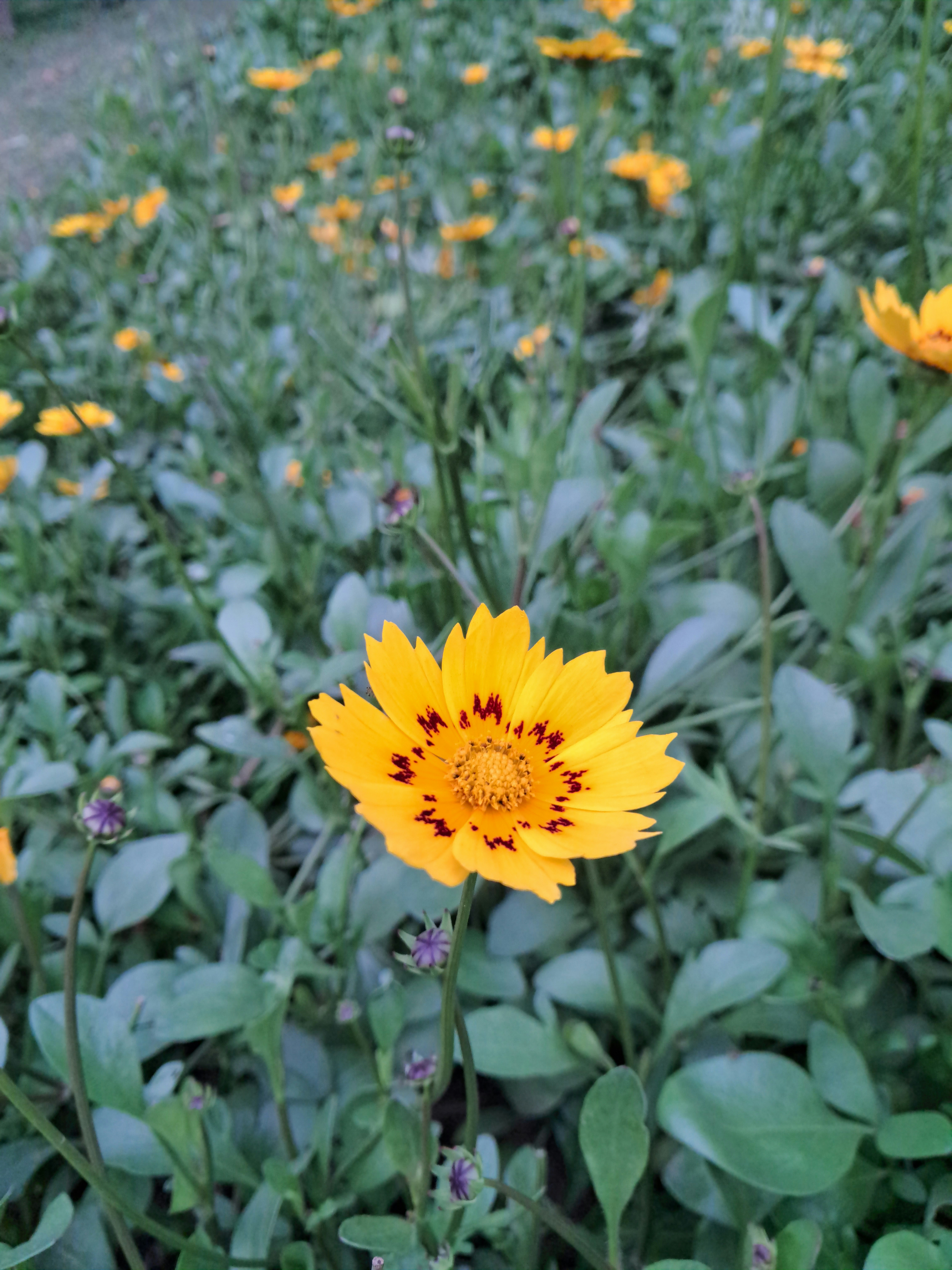 a field of yellow flowers with green leaves