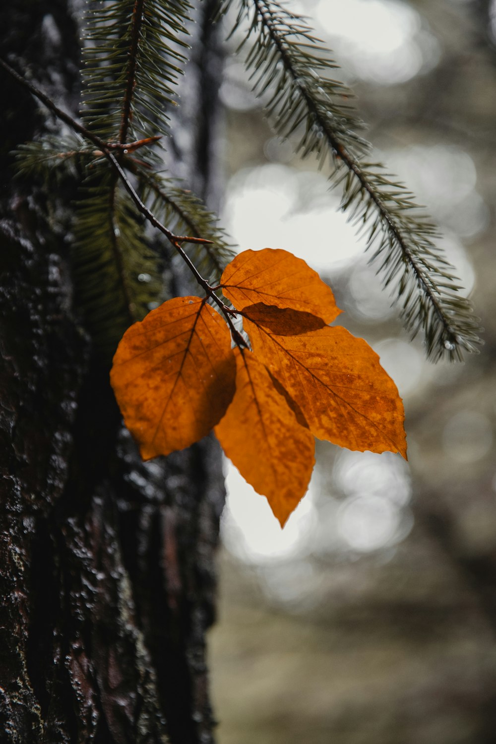 an orange leaf on a tree in a forest