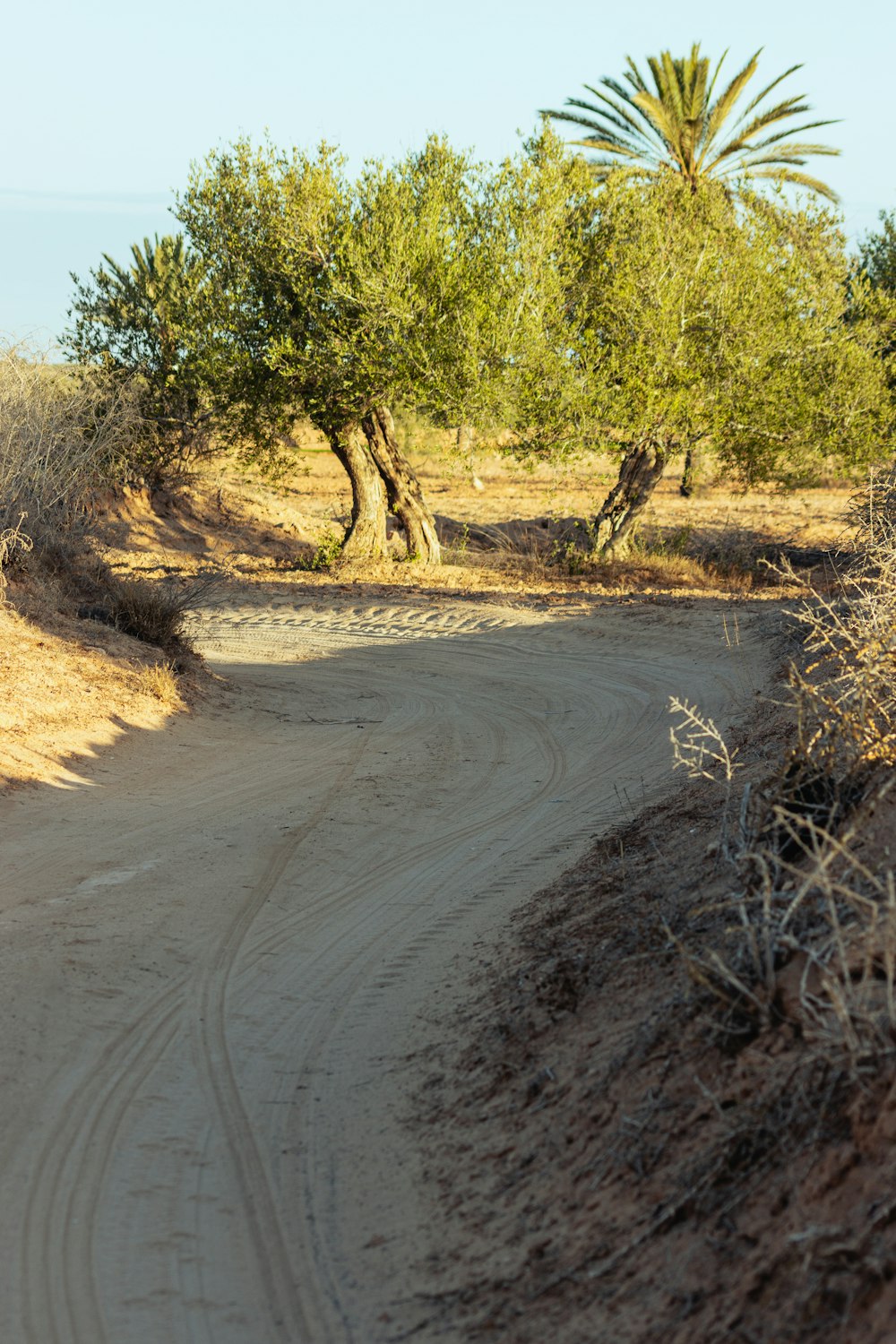 a zebra crossing a dirt road in front of trees