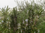Close-up view of lush rosemary plants with needle-like leaves and small, pale blue flowers. The background is blurred, showcasing more greenery.
