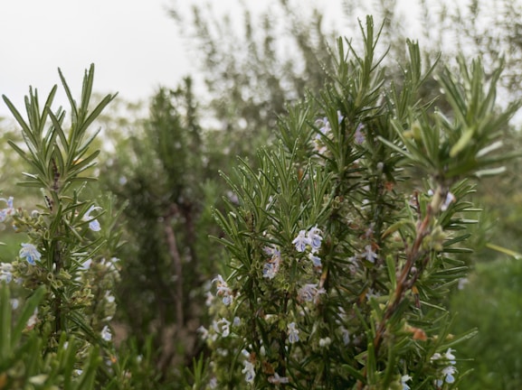 Close-up view of lush rosemary plants with needle-like leaves and small, pale blue flowers. The background is blurred, showcasing more greenery.