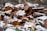 A pile of chopped wood logs is partially covered with a light layer of snow. There are scattered brown and green autumn leaves around the logs, and a stone wall in the background.