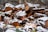 A pile of chopped wood logs is partially covered with a light layer of snow. There are scattered brown and green autumn leaves around the logs, and a stone wall in the background.